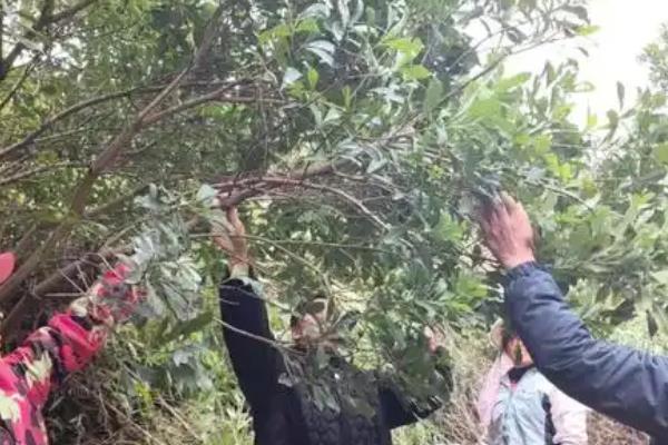 杨梅种植成活的技巧，栽种时要先剪去树苗上多余的枝叶