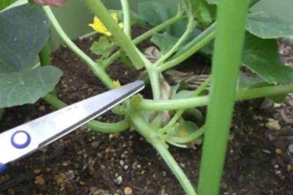 种植甜瓜的要点，膨瓜期浇水2-3次可促进果实膨大