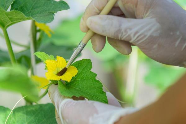 种植甜瓜的要点，膨瓜期浇水2-3次可促进果实膨大
