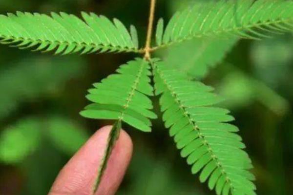 含羞草在几月份开花，在每年的6-8月份开花