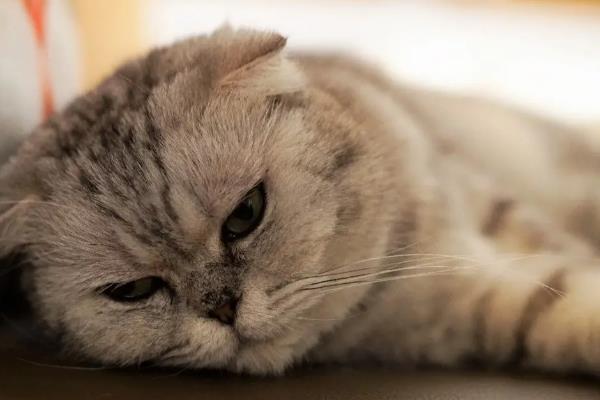 猫咪急性肝炎的病症表现，包括食欲不振、呕吐、发热等