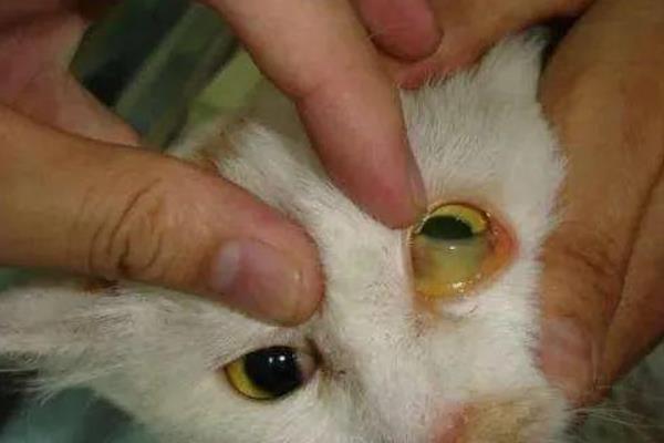猫咪急性肝炎的病症表现，包括食欲不振、呕吐、发热等