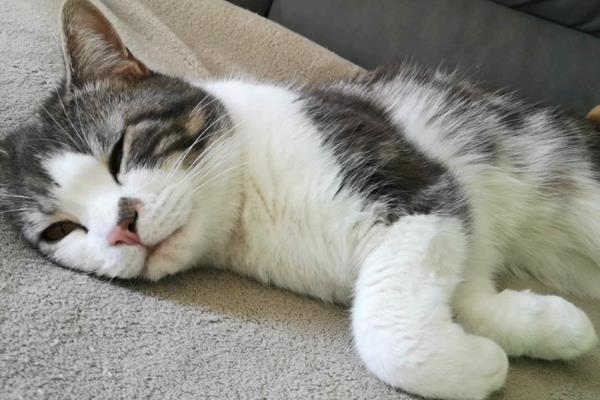 猫咪急性肝炎的病症表现，包括食欲不振、呕吐、发热等