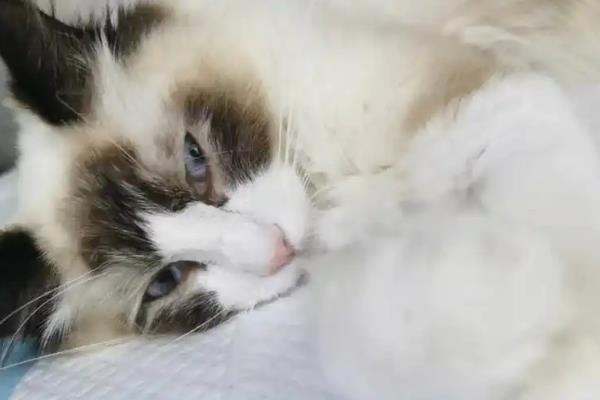 猫咪急性肝炎的病症表现，包括食欲不振、呕吐、发热等