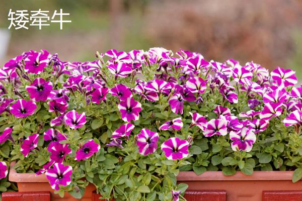 10月种植什么植物，适合种植矮牵牛、雏菊等