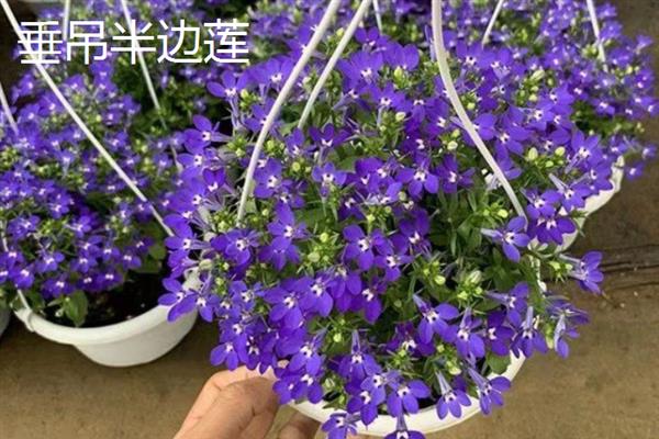 10月种植什么植物，适合种植矮牵牛、雏菊等