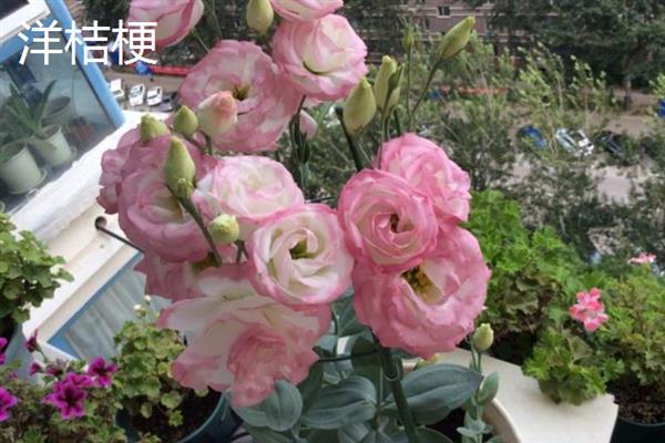 10月种植什么植物，适合种植矮牵牛、雏菊等