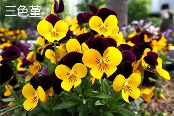 10月种植什么植物，适合种植矮牵牛、雏菊等