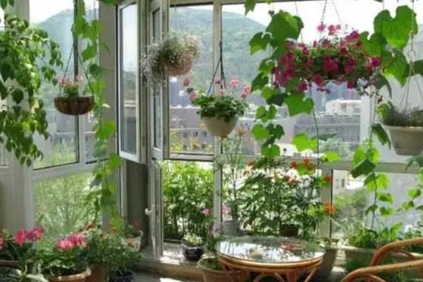 10月种植什么植物，适合种植矮牵牛、雏菊等