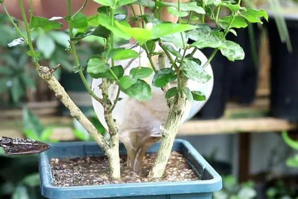 茉莉花变紫色的原因，可能是土壤碱化或缺少养分所致