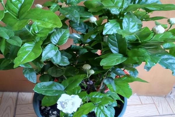 茉莉花变紫色的原因，可能是土壤碱化或缺少养分所致