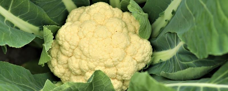 菜花的种植时间，3-4月份移栽最合适