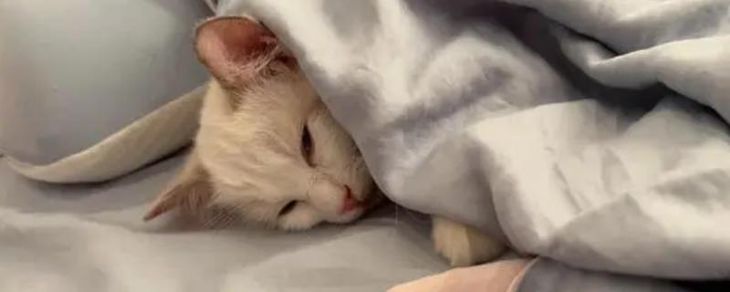 猫感冒发烧会不会影响排尿排便，感冒发烧通常不会引起