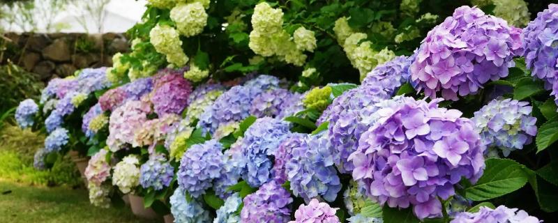 绣球花的花期，一般为5-7月份