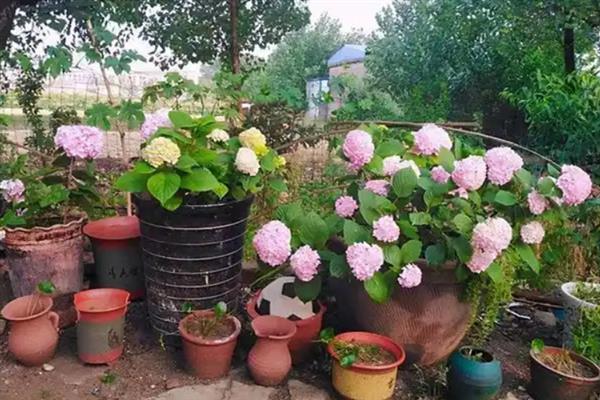 绣球花的花期，一般为5-7月份
