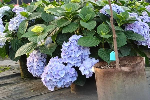 绣球花的花期，一般为5-7月份