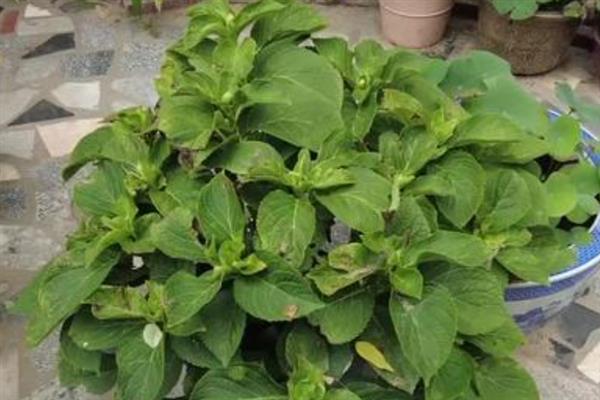 绣球花的花期，一般为5-7月份