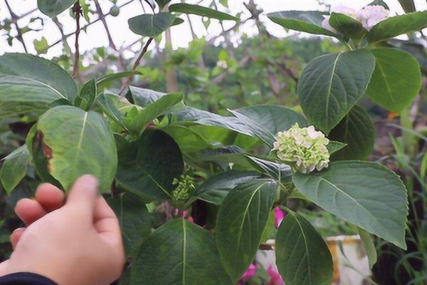 绣球花的花期，一般为5-7月份
