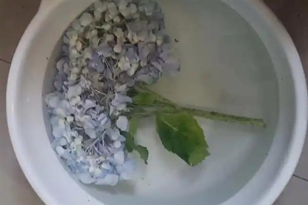 绣球花的花期，一般为5-7月份