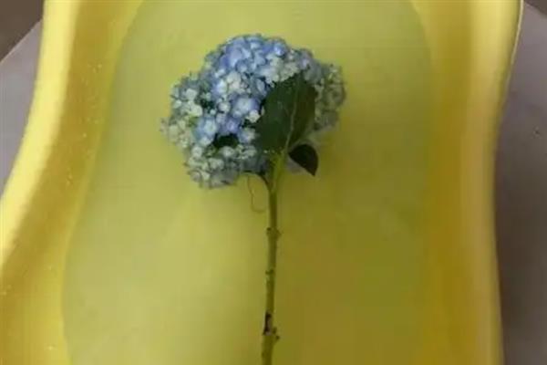 绣球花的花期，一般为5-7月份