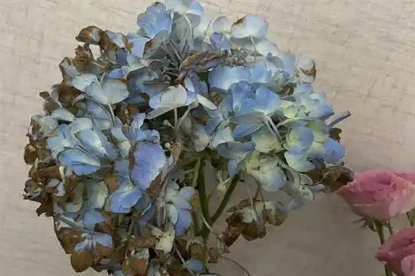 绣球花的花期，一般为5-7月份