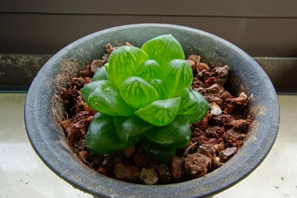 草玉露如何养殖，夏季给叶片喷喷水就可以了