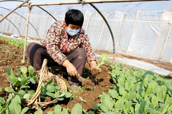 菜花的种植时间，3-4月份移栽最合适