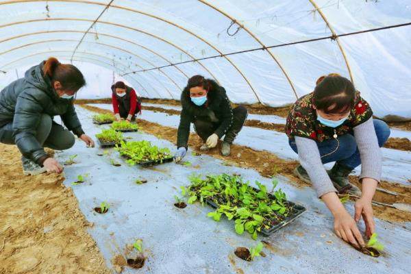 菜花的种植时间，3-4月份移栽最合适