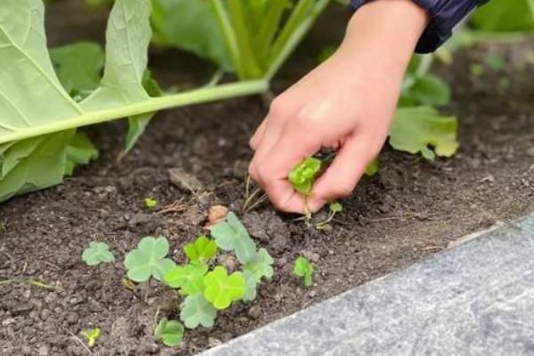 菜花的种植时间，3-4月份移栽最合适
