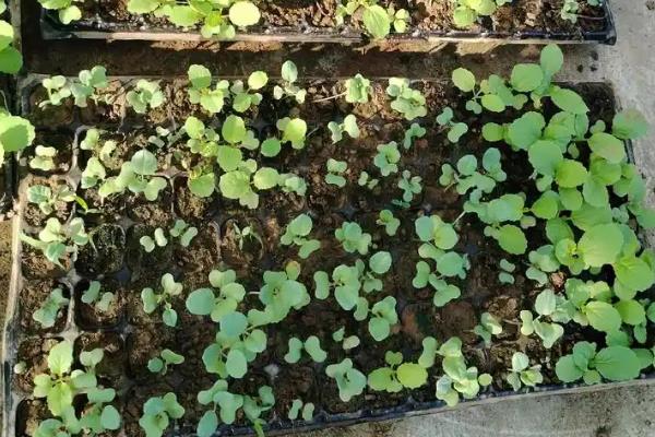 菜花的种植时间，3-4月份移栽最合适