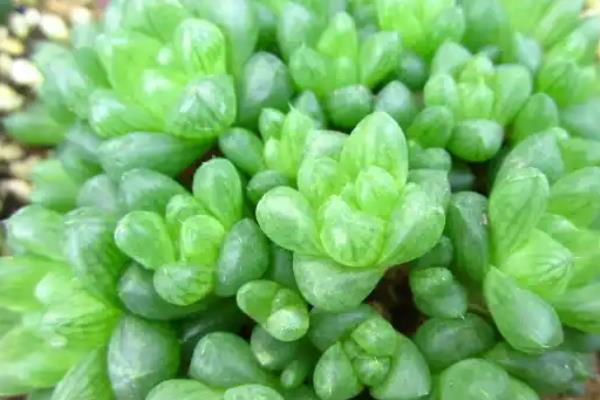 草玉露如何养殖，夏季给叶片喷喷水就可以了