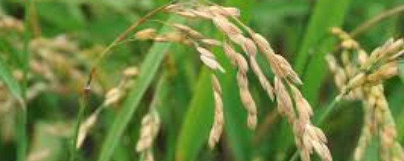 水稻出穗到收割所需时间，一般为70-80天左右