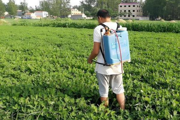 花生蚜虫用什么药，可以选用吡虫啉掺加乐果