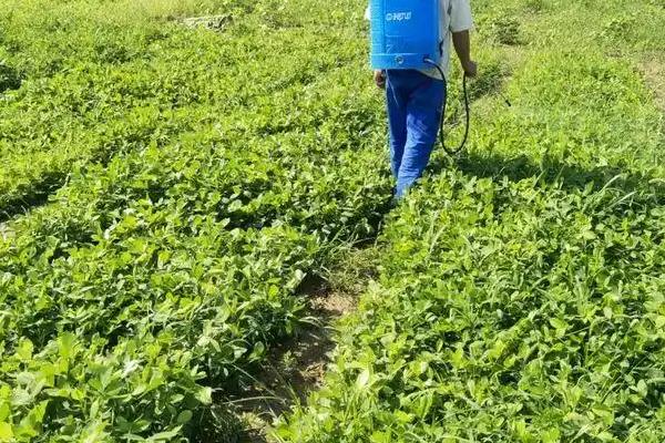 花生蚜虫用什么药，可以选用吡虫啉掺加乐果