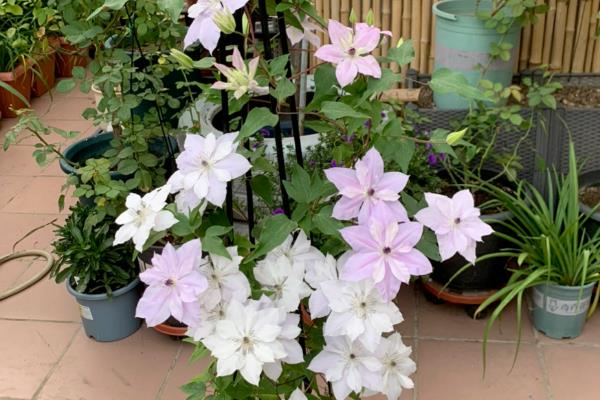 藤类花卉有什么品种，铁线莲、三角梅、牵牛花等品种较常见