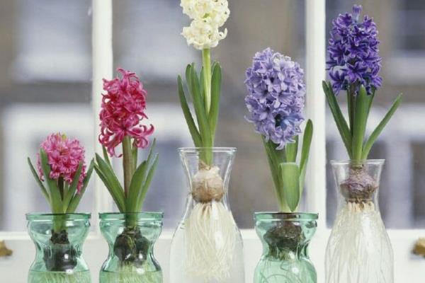 藤类花卉有什么品种，铁线莲、三角梅、牵牛花等品种较常见