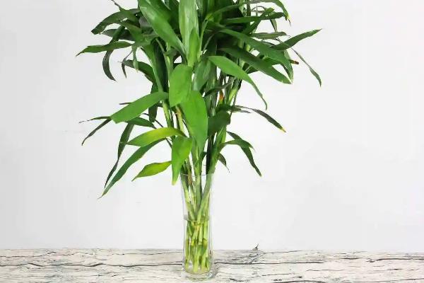 藤类花卉有什么品种，铁线莲、三角梅、牵牛花等品种较常见