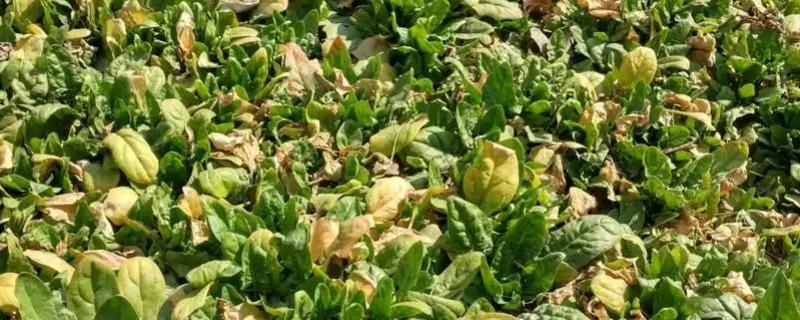 菠菜常见的病虫害，有霜霉病、猝倒病、根腐病等