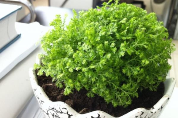 翠云草如何养殖，生长期可每天固定时间进行浇水