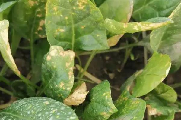 菠菜常见的病虫害，有霜霉病、猝倒病、根腐病等