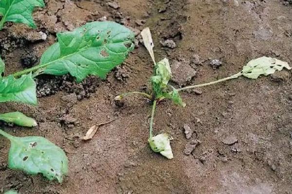 菠菜常见的病虫害，有霜霉病、猝倒病、根腐病等