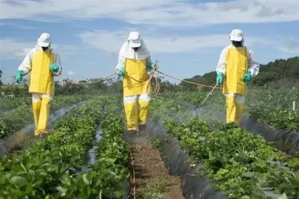 菠菜常见的病虫害，有霜霉病、猝倒病、根腐病等