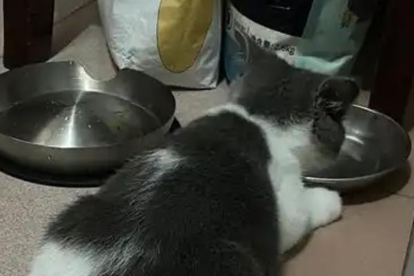猫感冒发烧会不会影响排尿排便，感冒发烧通常不会引起