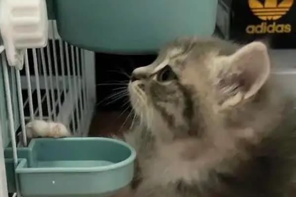 猫感冒发烧会不会影响排尿排便，感冒发烧通常不会引起