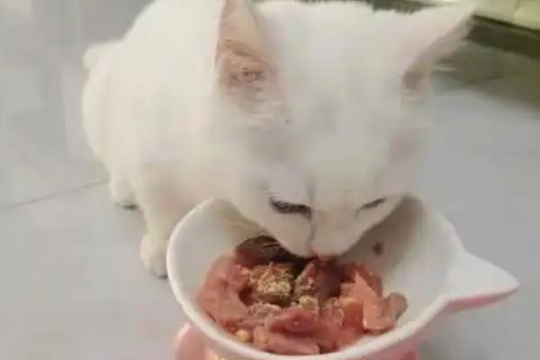 猫感冒发烧会不会影响排尿排便，感冒发烧通常不会引起