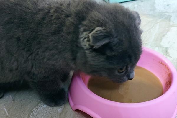 猫感冒发烧会不会影响排尿排便，感冒发烧通常不会引起
