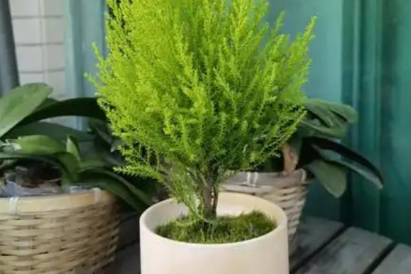 香松如何盆栽养护，将养殖环境的温度保持在20-26℃
