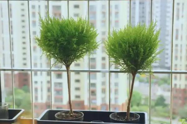 香松如何盆栽养护，将养殖环境的温度保持在20-26℃