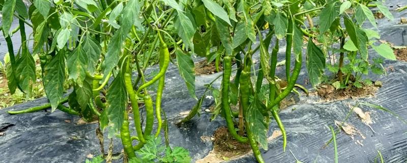 辣椒落花落果需要打什么药，一般可以喷施2，4-D、萘乙酸、番茄灵