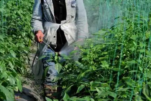 辣椒落花落果需要打什么药，一般可以喷施2，4-D、萘乙酸、番茄灵
